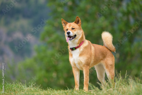 A brown dog standing on a meadow