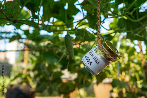 Using baking soda, sodium bicarbonate in home garden and agricultural field concept. safe pesticide and fungicide