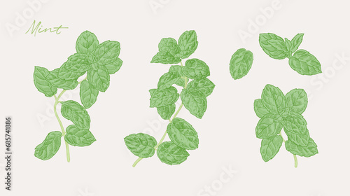 Hand drawn illustration of mint plant. Culinary graphic elements for cook book design, restaurant menu and recipe sheets. Botanical illustration