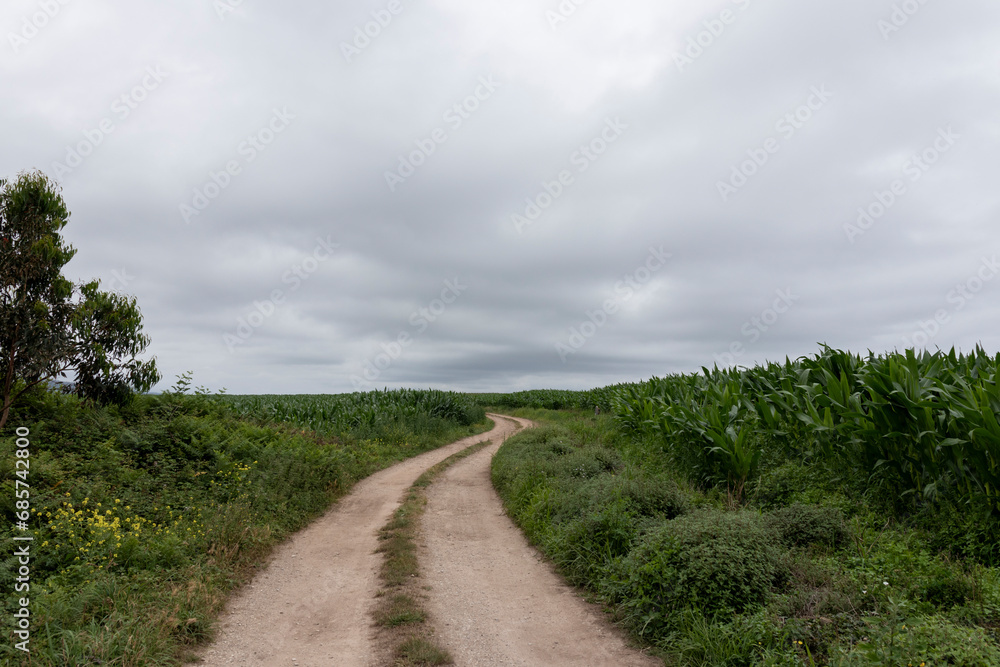 A winding dirt road cuts through a field of tall green plants under a cloudy gray sky