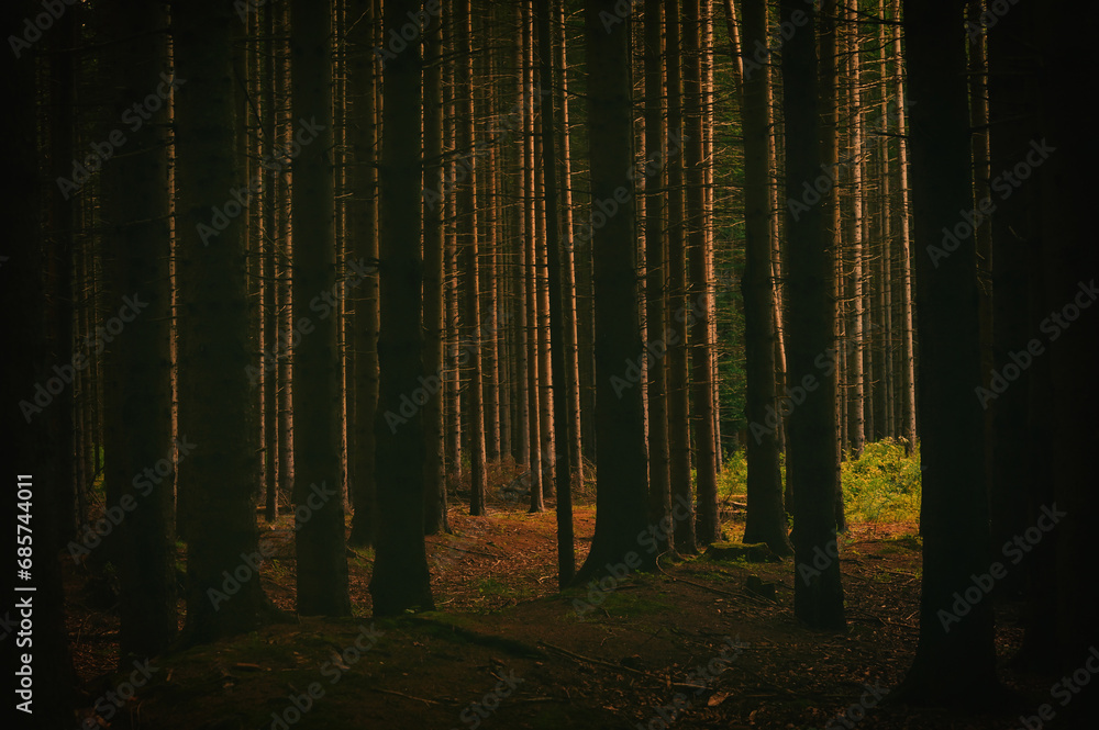 Obraz premium trees in forest and sun light in summer