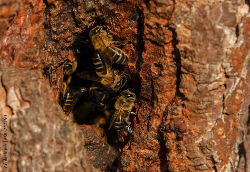 Abeja europea (Apis melífera) conocida también como abeja domestica o silvestre