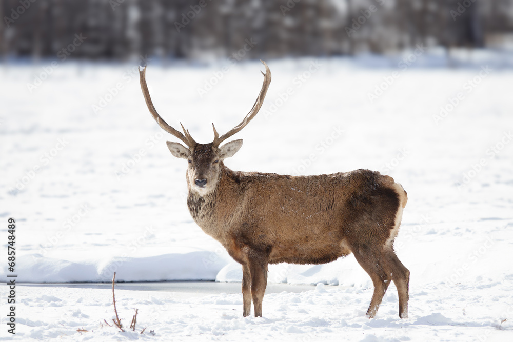 deer stands in the snow against the background of the forest deer stands in the snow against the background of the forest