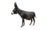 black donkey isolated on white background