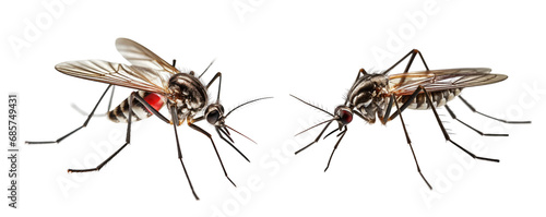 Dangerous Malaria Infected Mosquito isolated cutout PNG on transparent background. photo