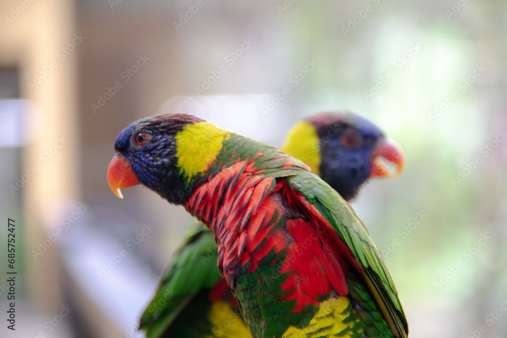 Naklejka premium Majestic Red Parrot in KL Bird Park, Kuala Lumpur - Vibrant Feathers Exotic Beauty