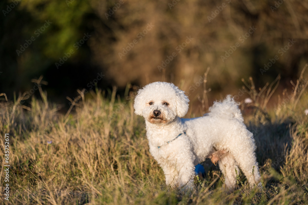 A white male curly bison is playing on the river bank and in the meadow. The beautiful rays of the sunset illuminate the dog's white curly coat and the environment in which it plays. A white male curly bison is playing on the river bank and in the meadow. The beautiful rays of the sunset illuminate the dog's white curly coat and the environment in which it plays.