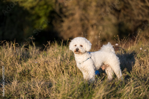 A white male curly bison is playing on the river bank and in the meadow. The beautiful rays of the sunset illuminate the dog's white curly coat and the environment in which it plays. photo