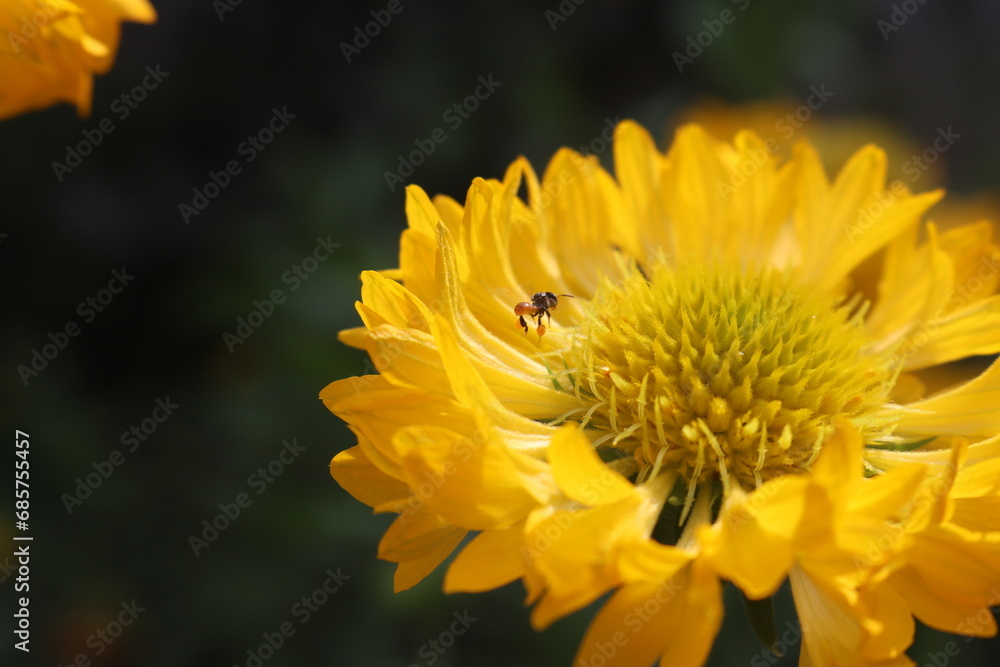 bee on flower