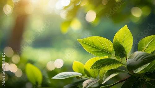 green leaf for nature on blurred background with beautiful bokeh and copy space for text