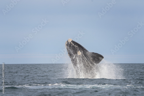 Southern right whale is breaching near the Valdés peninsula. Right whales is playing on the surface. Rare whales near the Argentinian coast. Atlantic ocean and whales who live there. © prochym