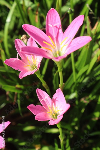 Pink Colored Autumn zephyrlily plant on farm