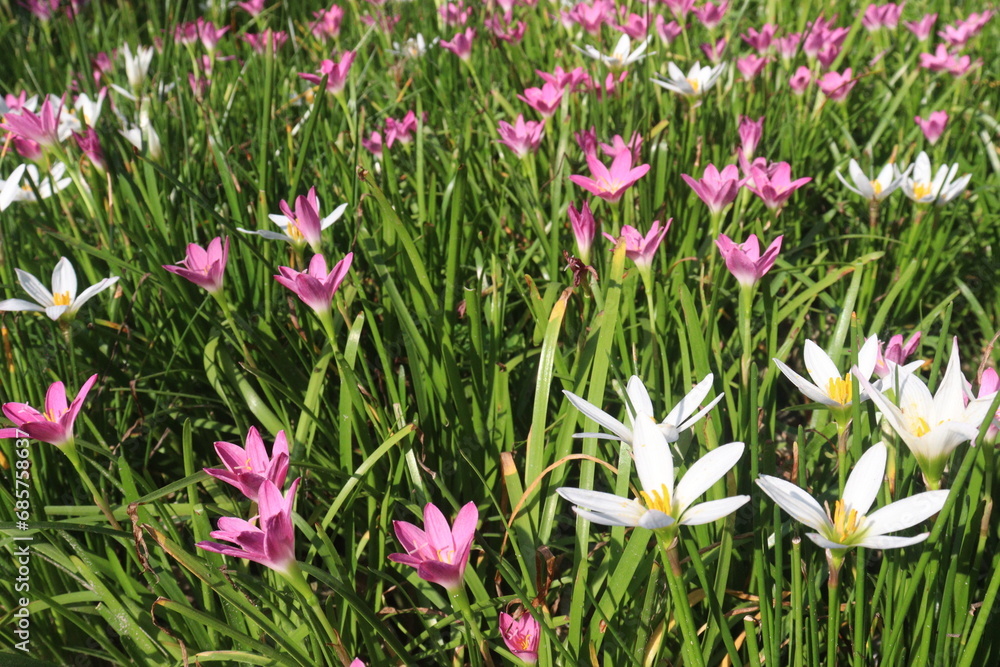 Pink Colored Autumn zephyrlily plant on farm Pink Colored Autumn zephyrlily plant on farm