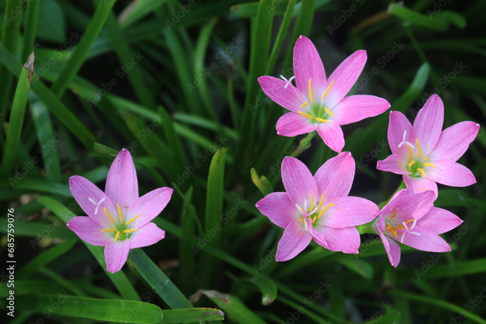 Pink Colored Autumn zephyrlily plant on farm