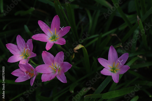 Pink Colored Autumn zephyrlily plant on farm