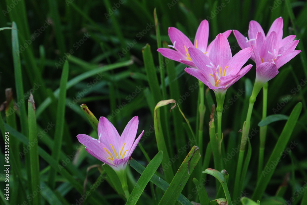 Obraz premium Pink Colored Autumn zephyrlily plant on farm