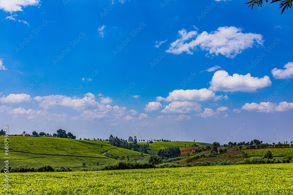 Fototapeta premium landscape with sky and clouds plants vegetation agriculture tea leaves farm farming rural countryside in Kiambu County Central province Kenya east Africa