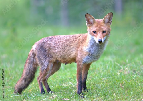 Fotografie Wild European red fox in profile