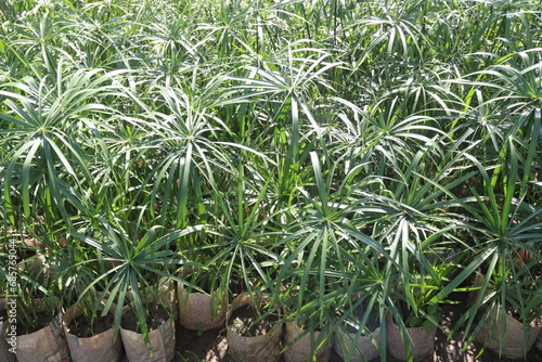Cyperus alternifolius leaf plant seedling