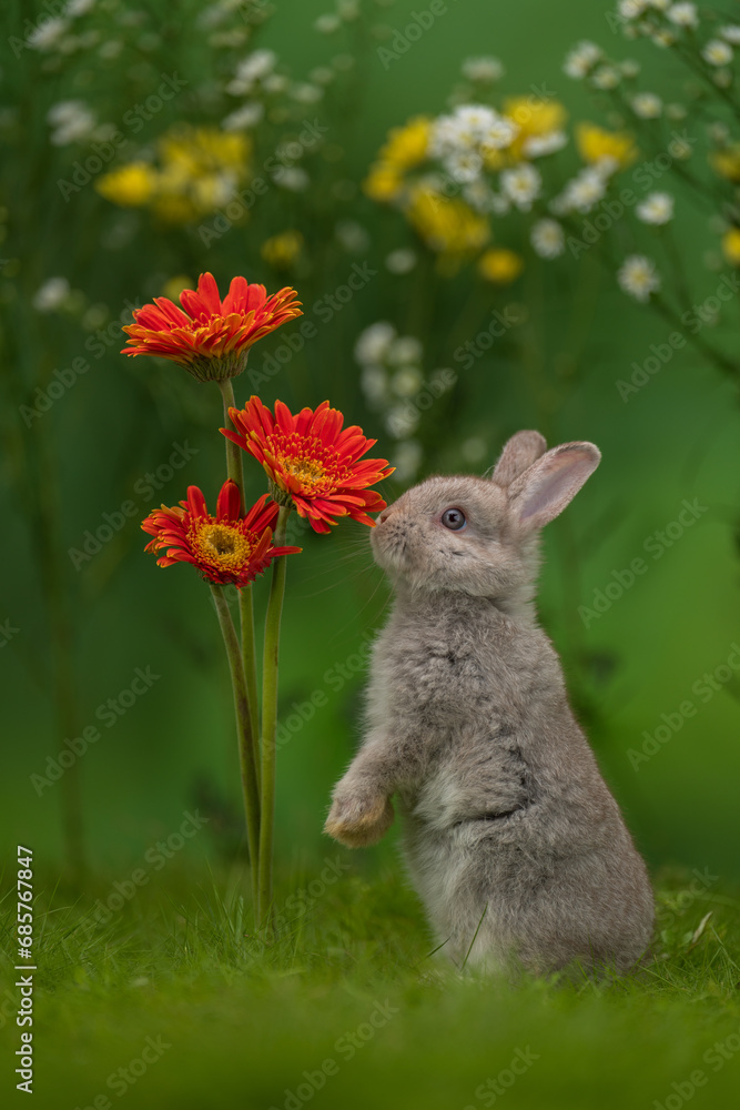 Rabbit In The Flower Garden