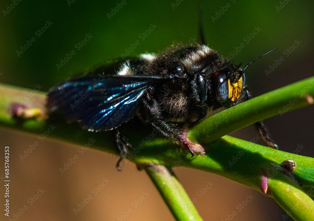 Naklejka premium Poised for flight. A female carpenter bee (Xylocopa caffra) prepares for another nectar searching sortie.