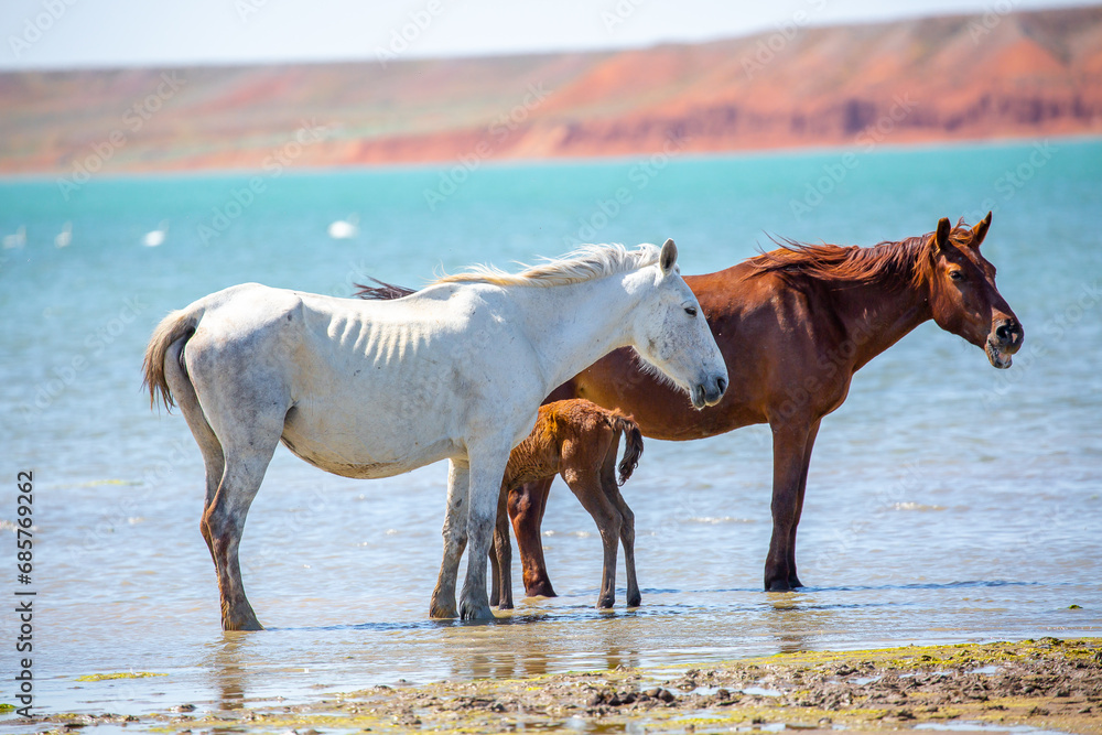 Horses on the lake. Beautiful horses with a foal in the wild, mane fluttering in the wind. Wild nature, beautiful scenery. Horses on the lake. Beautiful horses with a foal in the wild, mane fluttering in the wind. Wild nature, beautiful scenery.