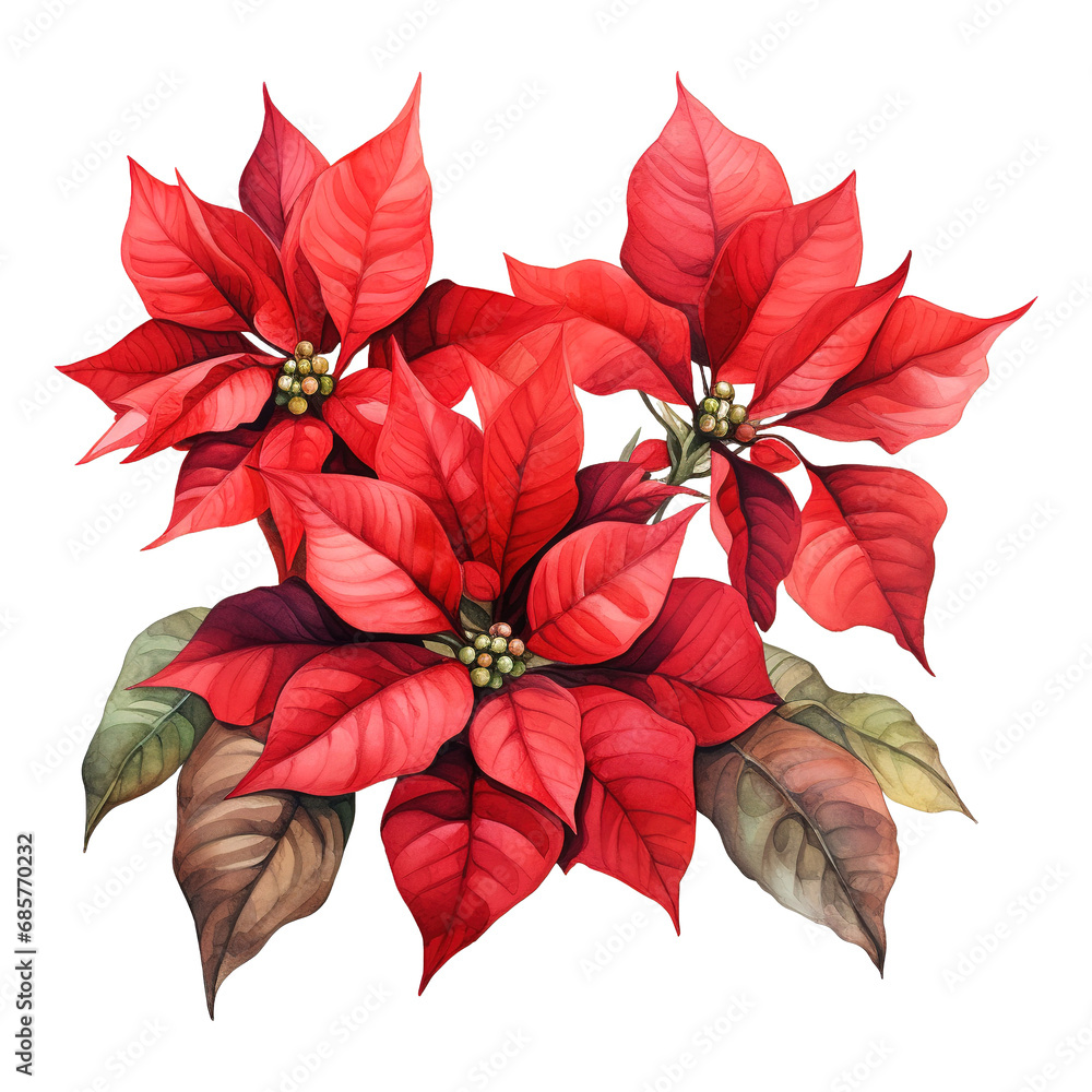 watercolor of a bunch of red poinsettias. AI generated image watercolor of a bunch of red poinsettias. AI generated image
