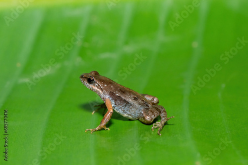 A cute bronze caco, also known as a bronze dainty frog (Cacosternum nanum) on a large green leaf in the wild photo