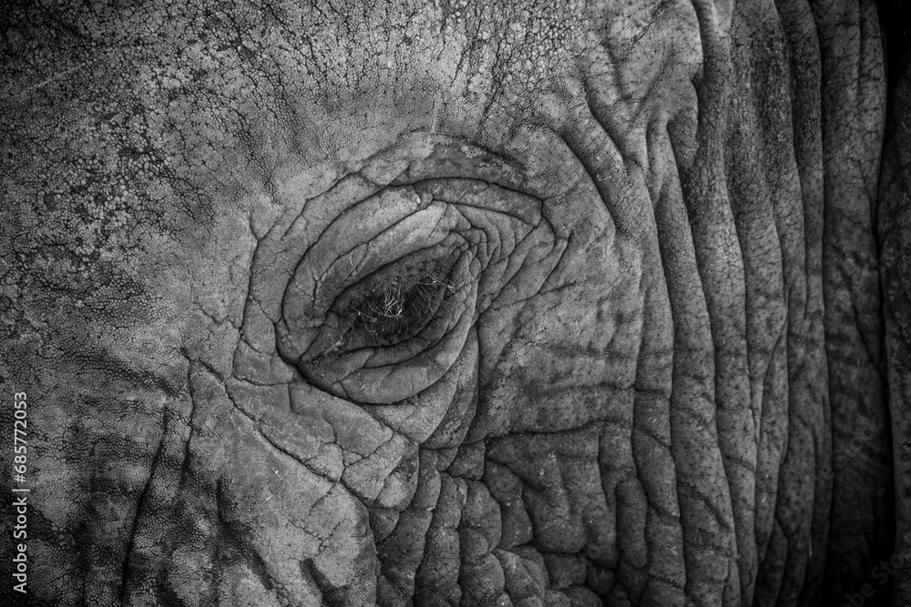 elephant skin texture elephant skin texture