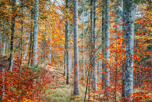 Real autumn forest landscape, Friuli, Italy