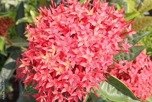 Jungle geranium flower plant on farm