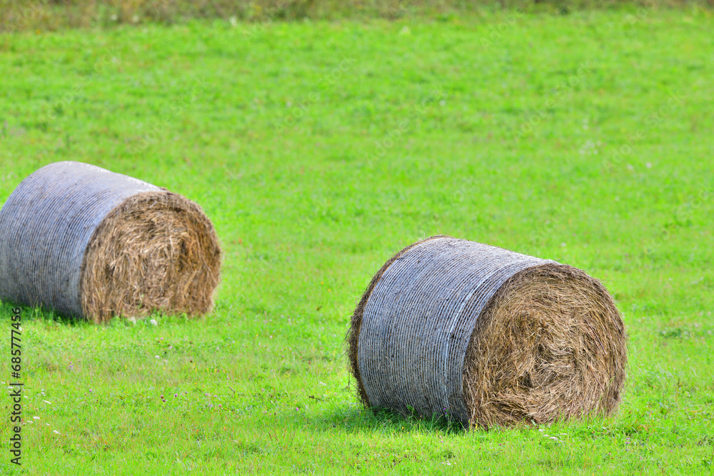 Bales of hay lie on a mowed agricultural meadow for winter feeding of domestic animal Bales of hay lie on a mowed agricultural meadow for winter feeding of domestic animal
