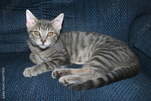 Grey Tabby a marvellous pet photo