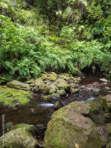 View of small water stream with moss covered stones, fern and tropical plants at Levada Do Rei PR18 hike, from Sao Jorge ending at the source in Ribeiro Bonito, Madeira, Portugal