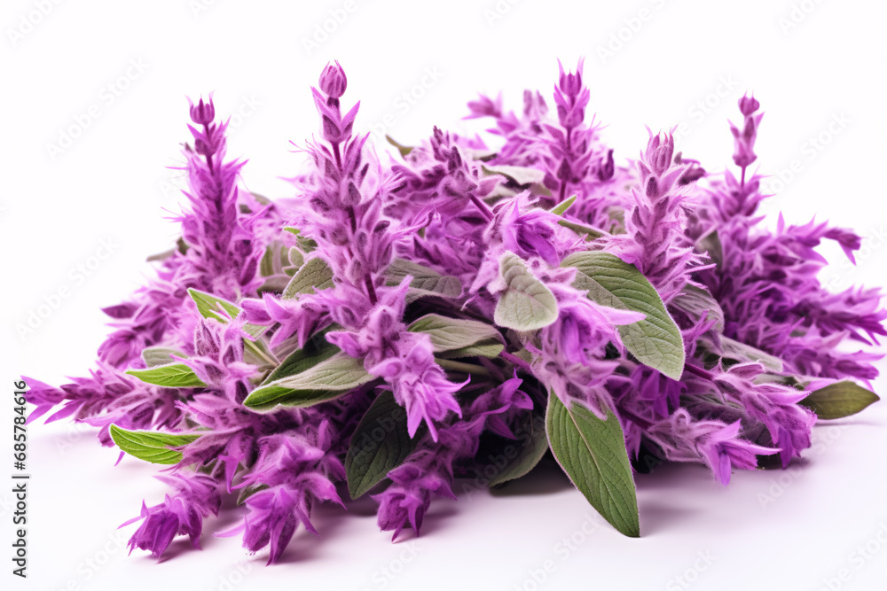 Isolated Salvia sclarea, clary or clary sage herb on a white background.