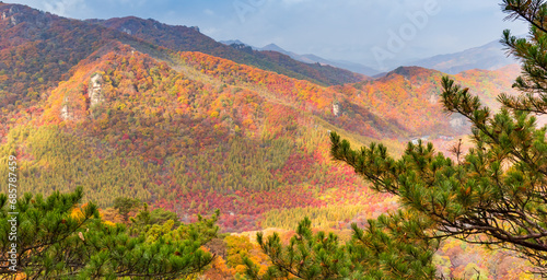 Branches of a pine tree in front of autumn colors near Benxi, China photo