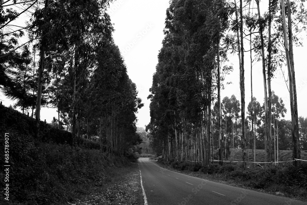 road in the forest landscape with sky and clouds plants vegetation agriculture tea leaves farm farming rural countryside in Kiambu County Central province Kenya east Africa road in the forest landscape with sky and clouds plants vegetation agriculture tea leaves farm farming rural countryside in Kiambu County Central province Kenya east Africa