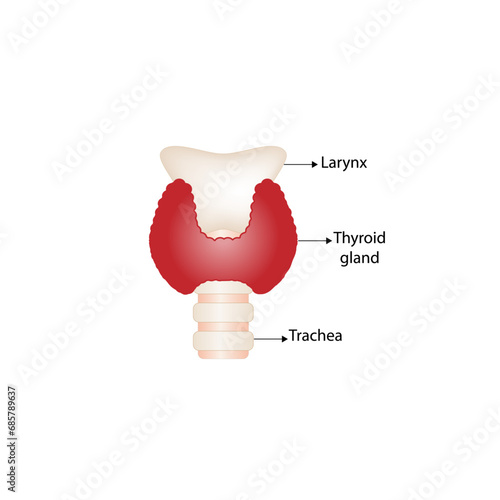 Thyroid gland, trachea and larynx. Anatomy of the thyroid gland. Medical concept. Vector illustration.	
