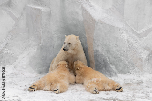 Polar Bear mom feeding twins cubs.	 photo