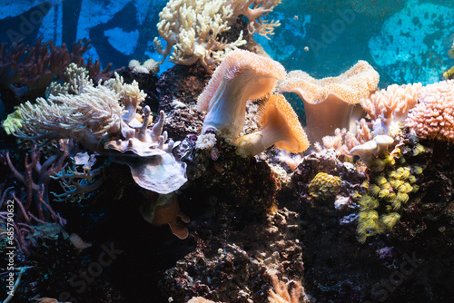 Fototapeta Naklejka Na Ścianę i Meble -  Underwater world beautiful coral reef