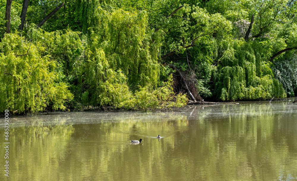 lake scenery, trees around the lake, reflection of trees in water lake scenery, trees around the lake, reflection of trees in water