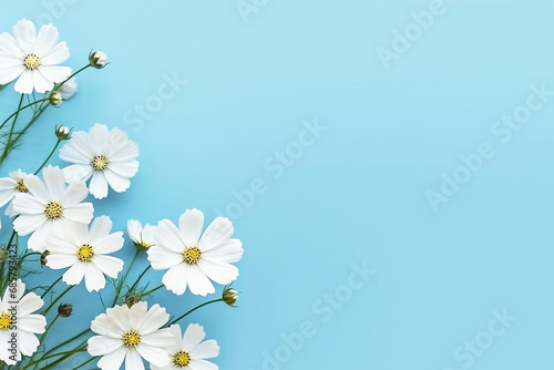 Top view white cosmos flowers on blue background © Inlovehem