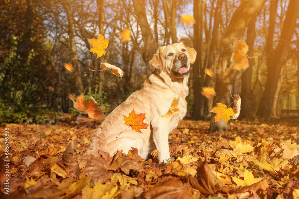 Cute Labrador Retriever dog under falling leaves in park. Autumn walk Cute Labrador Retriever dog under falling leaves in park. Autumn walk