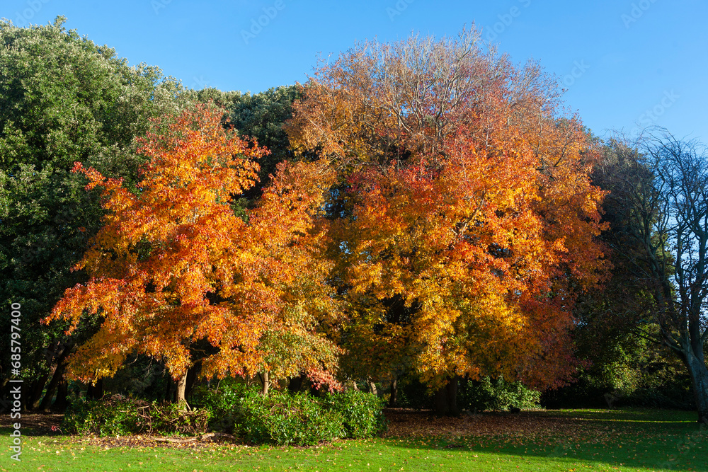 Liquidambar tree displaying vibrant Autumn foliage colour in Stanley Park, Gosport, Hampshire, UK