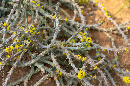  Euphorbia Similiramea Native From Kenia And Tanzania photo