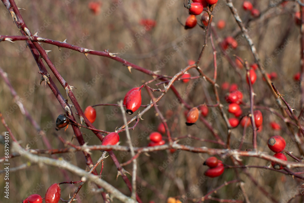 Close up of wild rosehip berries on branches Close up of wild rosehip berries on branches