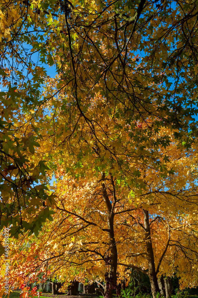 Liquidambar trees displaying vibrant Autumn colour in Stanley Park, Gosport, Hampshire, UK Liquidambar trees displaying vibrant Autumn colour in Stanley Park, Gosport, Hampshire, UK