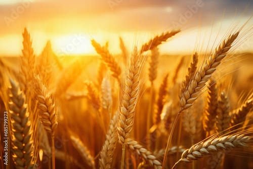 Golden wheat field at sunset