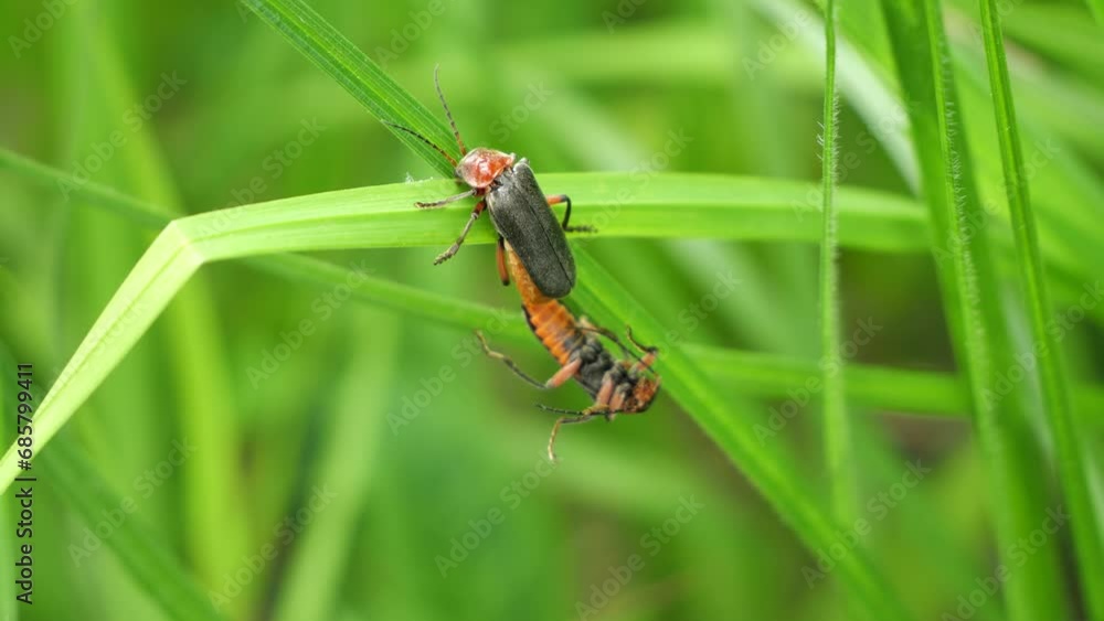 Mating beetles
The process of mating beetles on the flowers of the plant.
Mating beetles
The process of mating beetles on the flowers of the plant.