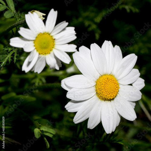 White wild field flowers  Natural flower